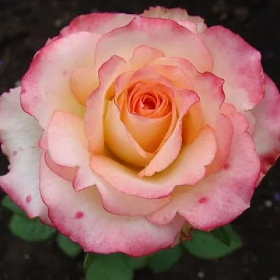 Саженцы роз ДУЭТ чайно-гибридная  Саженцы роз ДУЭТ чайно-гибридная в Калининграде