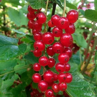 Смородина красная КОНСТАНТИНОВСКАЯ в Калининграде