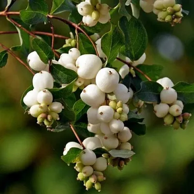 Снежноягодник  Снежноягодник в Калининграде