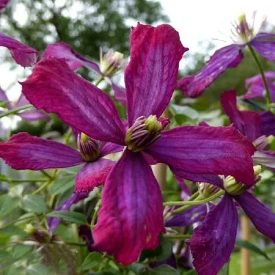 Клематис СВИТ САММЕР ЛАВ  Клематис СВИТ САММЕР ЛАВ в Калининграде