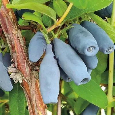 Жимолость съедобная ВОСТОРГ в Калининграде