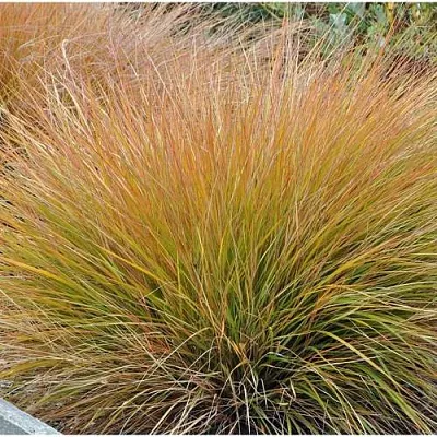 Осока БРОНЗОВЫЕ КУДРИ  Осока БРОНЗОВЫЕ КУДРИ в Калининграде