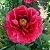 Пион КРАСНЫЙ ГИГАНТ древовидный в Калининграде