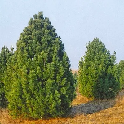 Сосна черная ПИРАМИДАЛИС  Сосна черная ПИРАМИДАЛИС в Калининграде