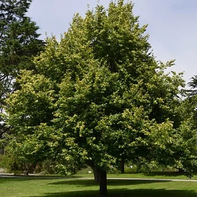 Липа сердцевидная  Липа сердцевидная в Калининграде