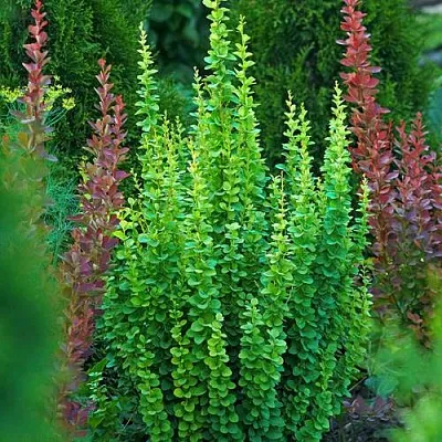 Барбарис ЭРЕКТА тунберга в Калининграде