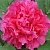Пион АЛАЯ ВОЛНА древовидный в Калининграде