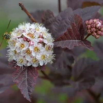 Пузыреплодник  Пузыреплодник в Калининграде
