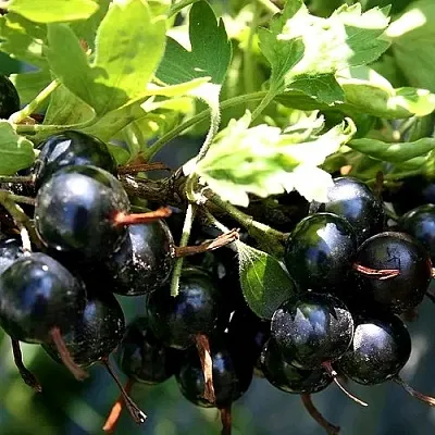 Золотистая Золотистая в Калининграде