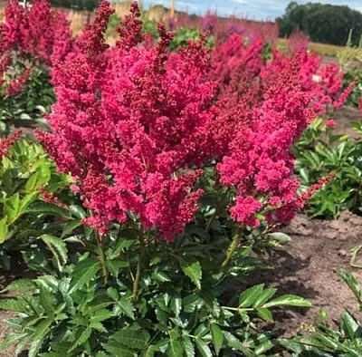 Астильба ЛАКИ ДЕЙ Арендса в Калининграде