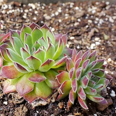 Молодило РУССКОЕ в Калининграде