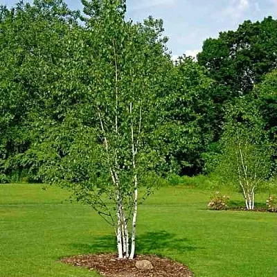 Береза бумажная  Береза бумажная в Калининграде