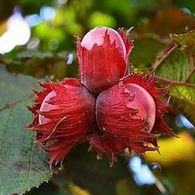 Фундук КРАСНЫЙ ЯНТАРЬ  Фундук КРАСНЫЙ ЯНТАРЬ в Калининграде