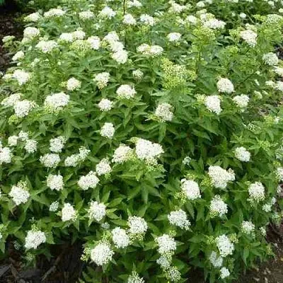 Спирея АЛЬБИФЛОРА японская  Спирея АЛЬБИФЛОРА японская в Калининграде