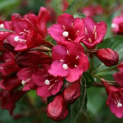 Вейгела ЕВА РАТКЕ  Вейгела ЕВА РАТКЕ в Калининграде