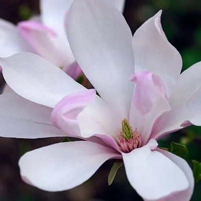 Магнолия ПИНКИ  Магнолия ПИНКИ в Калининграде