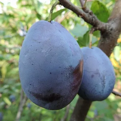 Слива АМЕРС  Слива АМЕРС в Калининграде