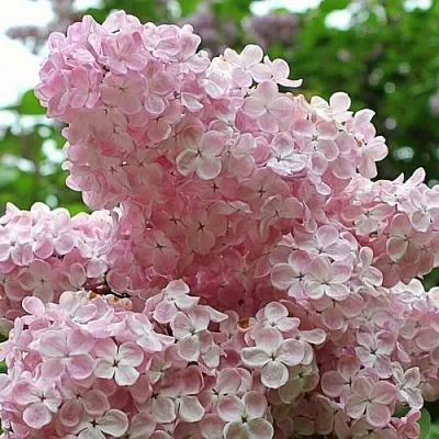 Сирень ВЕЧЕРНИЙ ЗВОН  Сирень ВЕЧЕРНИЙ ЗВОН в Калининграде