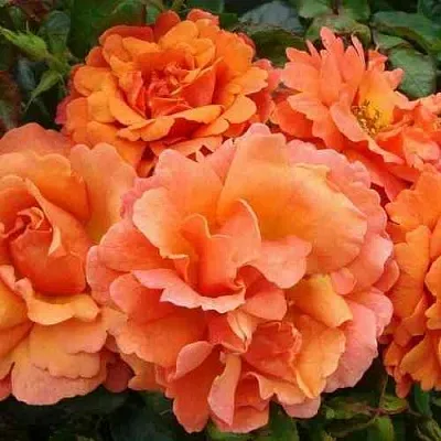 Саженцы роз БРИДЖ ОФ САЙЗ плетистая  Саженцы роз БРИДЖ ОФ САЙЗ плетистая в Калининграде