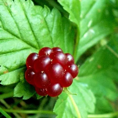 Княженика ЭЛПЕ в Калининграде