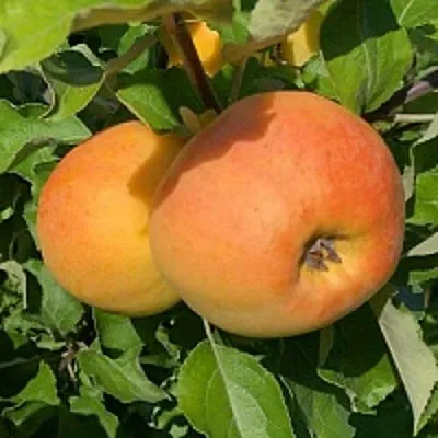 Яблоня АНТОНОВКА ЗОЛОТАЯ  Яблоня АНТОНОВКА ЗОЛОТАЯ в Калининграде