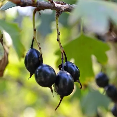 Смородина золотистая ДУСТЛИК  Смородина золотистая ДУСТЛИК в Калининграде