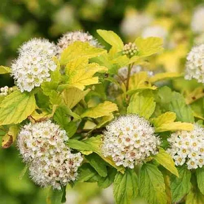 Пузыреплодник АНГЕЛ ГОЛД  Пузыреплодник АНГЕЛ ГОЛД в Калининграде