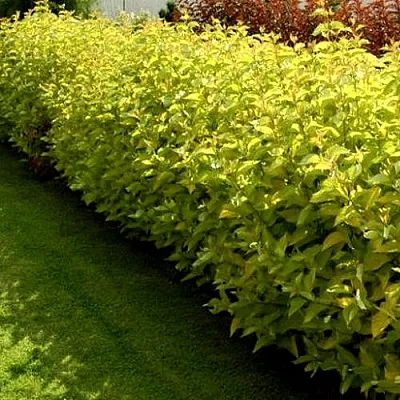 Комплект ДАРТС ГОЛД в Калининграде