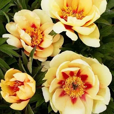 Пион БОРДЕР ЧАРМ ито-гибрид  Пион БОРДЕР ЧАРМ ито-гибрид в Калининграде