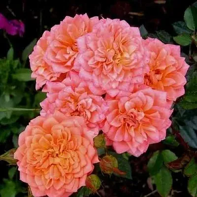 Саженцы роз НИНЕТТА спрей  Саженцы роз НИНЕТТА спрей в Калининграде