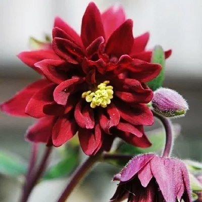 Аквилегия РУБИ ПОРТ обыкновенная в Калининграде