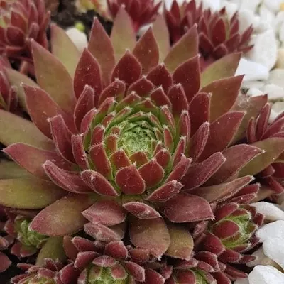 Молодило ЛЮФТШПРУНГ в Калининграде