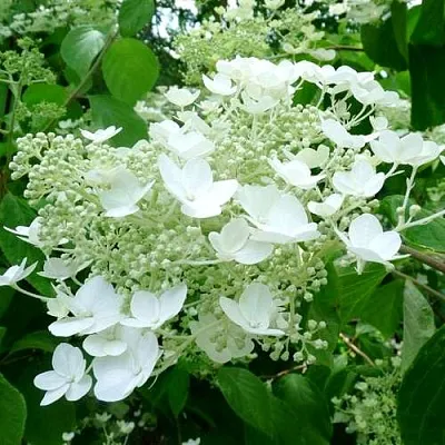 Гортензия УАЙТ ДОМ древовидная  Гортензия УАЙТ ДОМ древовидная в Калининграде