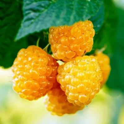 Малина МЕДОВАЯ  Малина МЕДОВАЯ в Калининграде