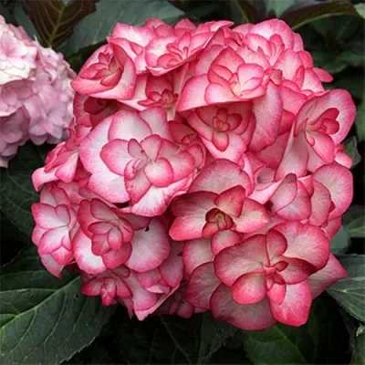 Гортензия Ю ЭНД МИ МИСС САОРИ крупнолистная  Гортензия Ю ЭНД МИ МИСС САОРИ крупнолистная в Калининграде