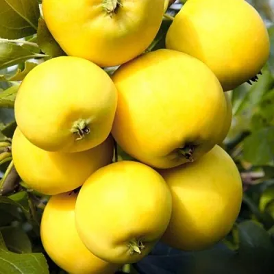 Яблоня УРАЛЬСКОЕ НАЛИВНОЕ — описание сорта Яблоня УРАЛЬСКОЕ НАЛИВНОЕ в Калининграде