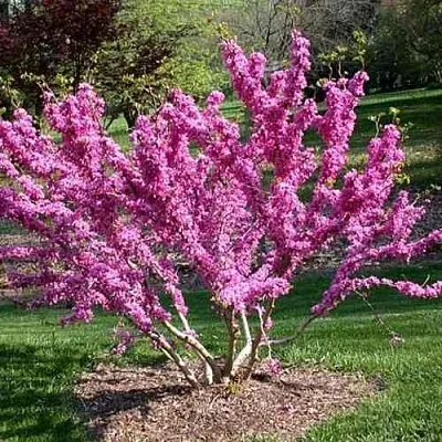 ЦЕРЦИС канадский   ЦЕРЦИС канадский  в Калининграде