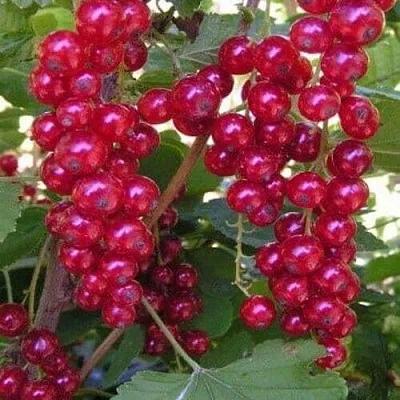 Смородина красная ПУРПУРНАЯ  Смородина красная ПУРПУРНАЯ в Калининграде