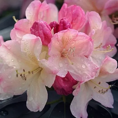 Рододендрон ПЕРСИ ВАЙСМАН  Рододендрон ПЕРСИ ВАЙСМАН в Калининграде