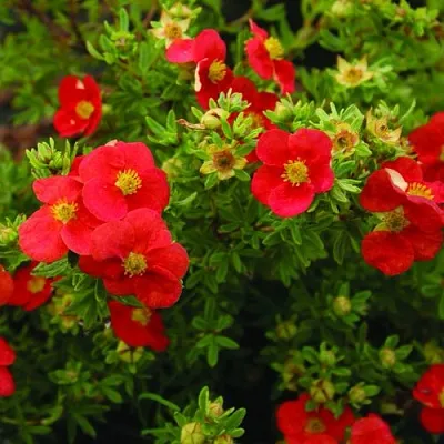 Лапчатка РЕД АЙС кустарниковая  Лапчатка РЕД АЙС кустарниковая в Калининграде