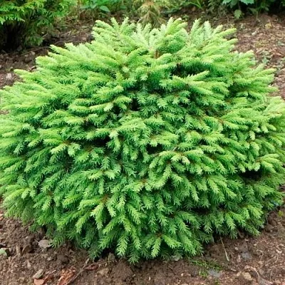 Ель НИДИФОРМИС обыкновенная в Калининграде