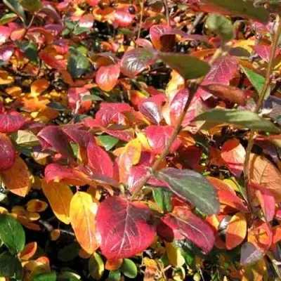 Кизильник блестящий в Калининграде