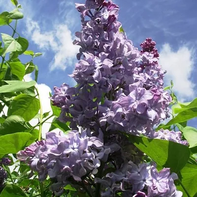 Сирень КРЫЛЬЯ НАДЕЖДЫ  Сирень КРЫЛЬЯ НАДЕЖДЫ в Калининграде