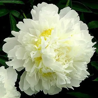 Пион ЗОЛОТОЙ ОРЕОЛ травянистый в Калининграде