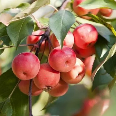 Яблоня ВИШНЕПЛОДНАЯ декоративная  Яблоня ВИШНЕПЛОДНАЯ декоративная в Калининграде