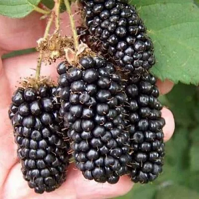 Ежевика ЛОХ НЕСС бесшипная в Калининграде