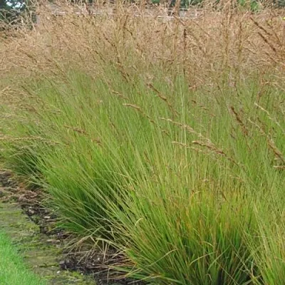 Молиния ПОЛ ПЕТЕРСОН голубая  Молиния ПОЛ ПЕТЕРСОН голубая в Калининграде