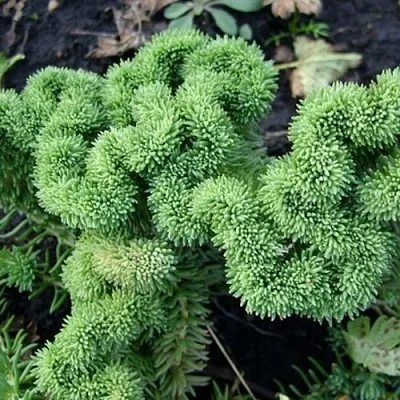 Очиток (седум) КРИСТАТУМ отогнутый в Калининграде