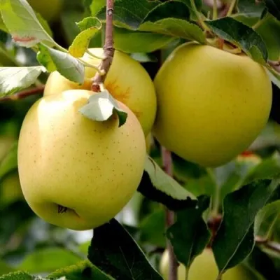 Яблоня ГОЛДЕН ВЛАДИМИРСКИЙ — описание сорта Яблоня ГОЛДЕН ВЛАДИМИРСКИЙ в Калининграде