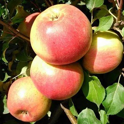 Яблоня ЭМБАССИ  Яблоня ЭМБАССИ в Калининграде